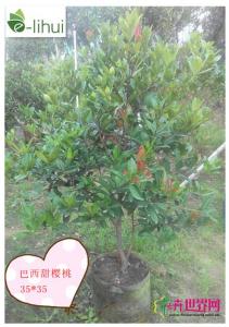 巴西甜樱桃