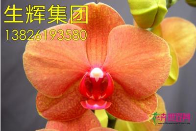 蝴蝶兰